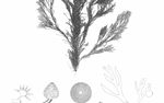 1859 Botanical Seaweed Print 1