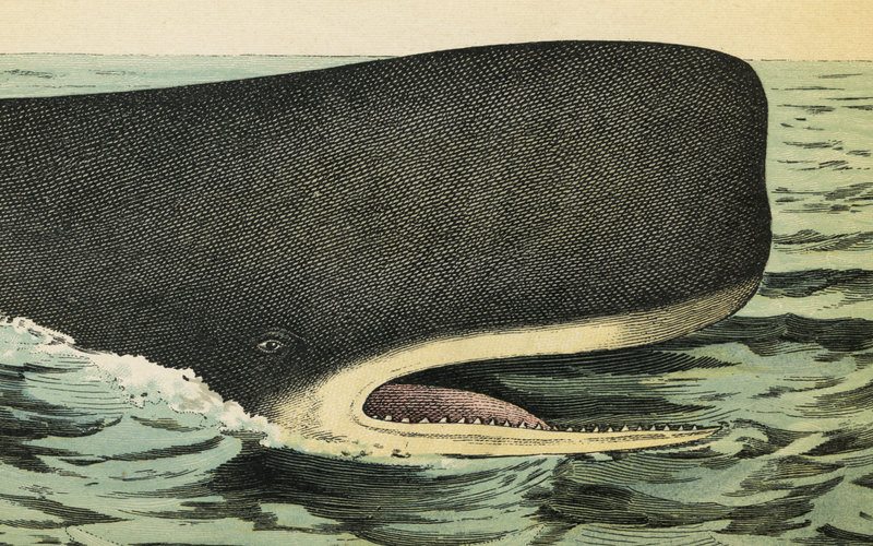 1890 Whale Triptych