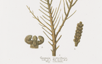 18th C. German Hand-Colored Coral Prints 4