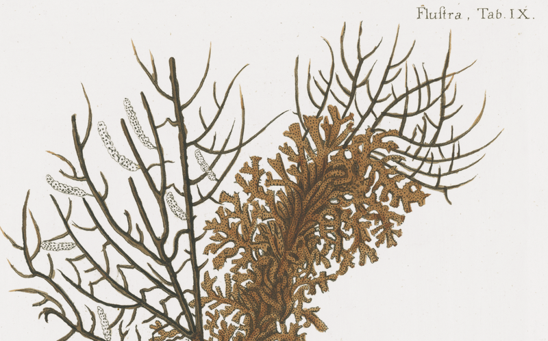 18th C. German Hand-Colored Coral Prints 6