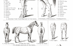 Vintage Horse Anatomy Art - Panel 2