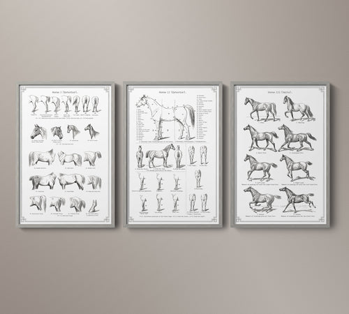 Vintage Horse Anatomy Art - Panel 2