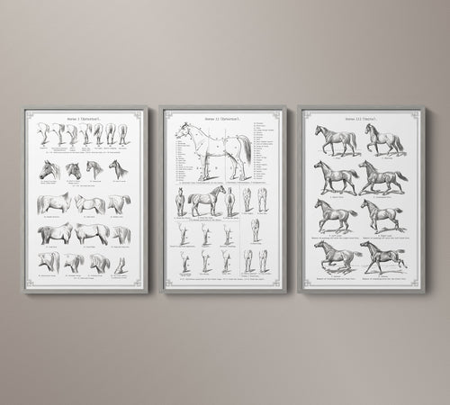 Vintage Horse Anatomy Art - Panel 3