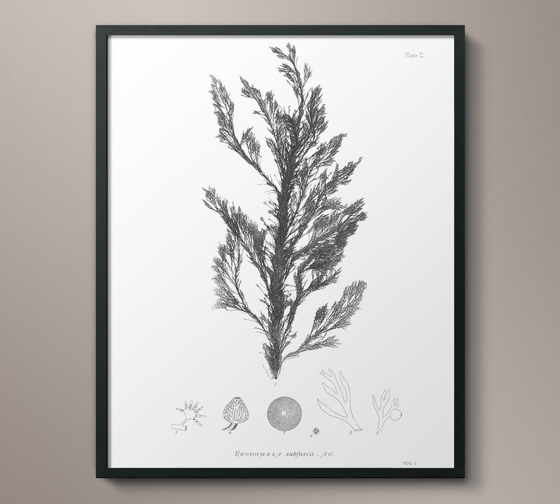 1859 Botanical Seaweed Print 1