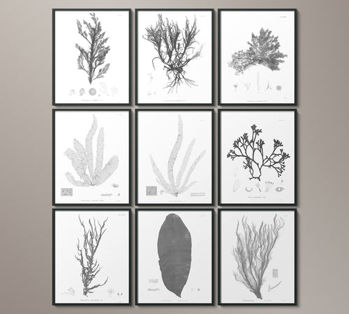 1859 Botanical Seaweed Print 2