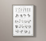Vintage Horse Anatomy Art - Panel 1