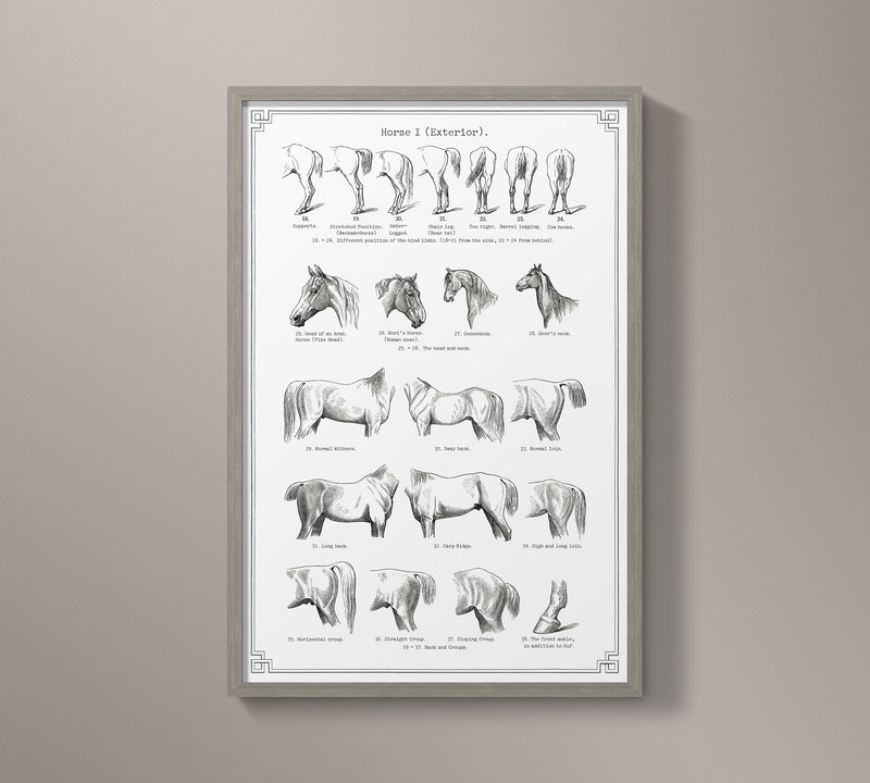 Vintage Horse Anatomy Art - Panel 1