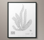 1859 Botanical Seaweed Print 4