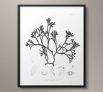 1859 Botanical Seaweed Print 6