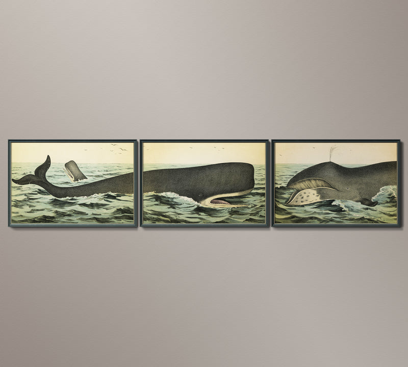 1890 Whale Triptych