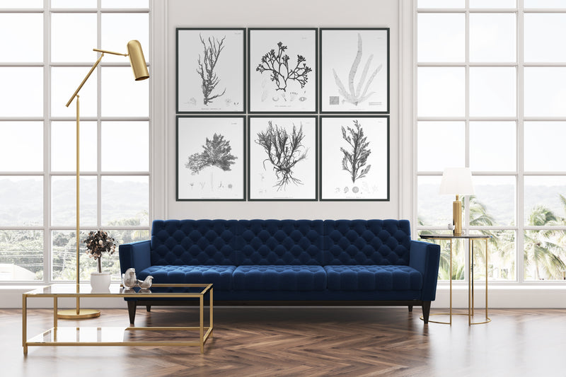 1859 Botanical Seaweed Print 9