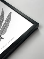 1859 English Fern Print 3