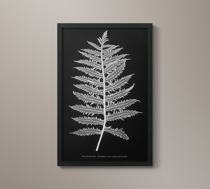 1859 English Fern Print 1