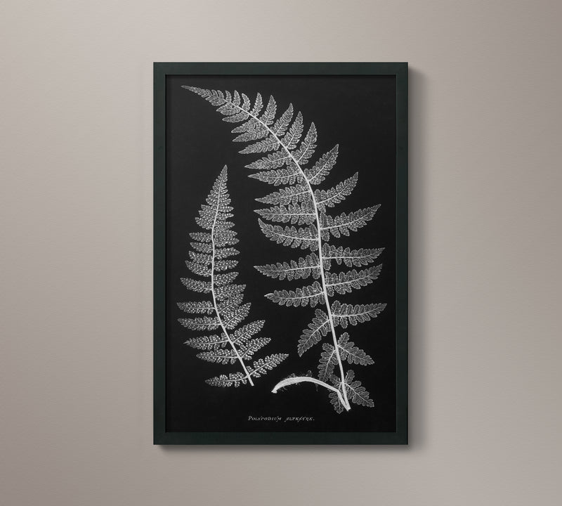 1859 English Fern Print 2