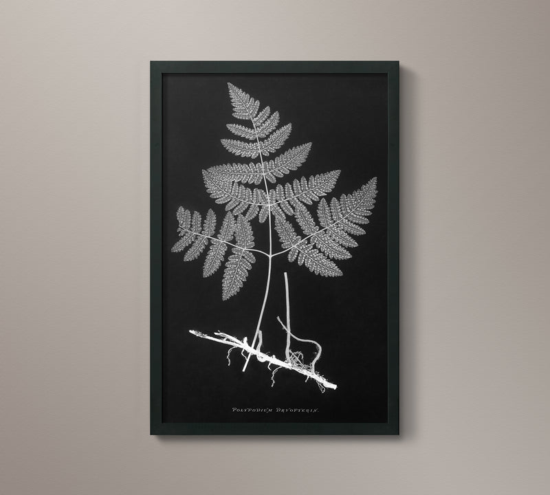 1859 English Fern Print 3