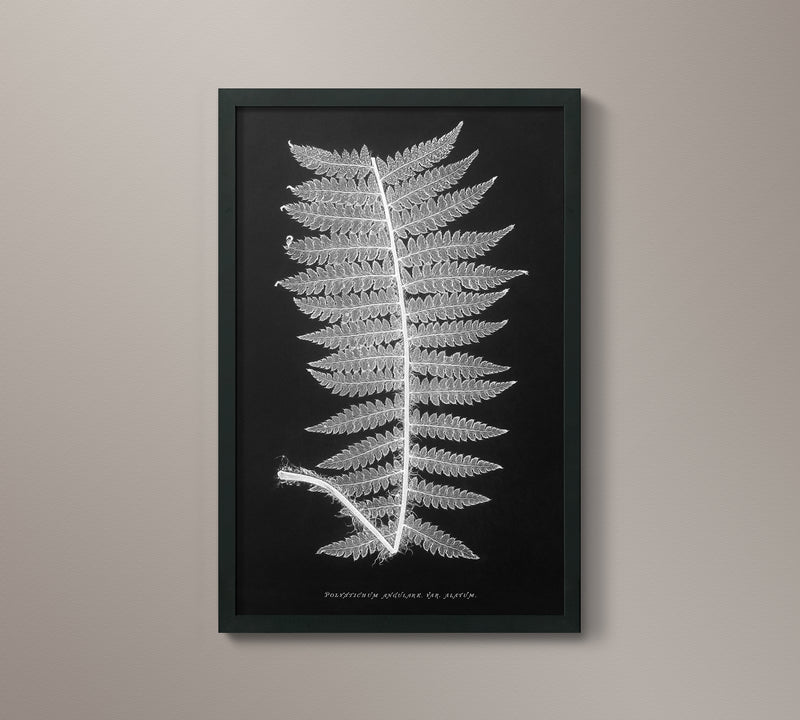 1859 English Fern Print 4