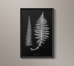 1859 English Fern Print 6