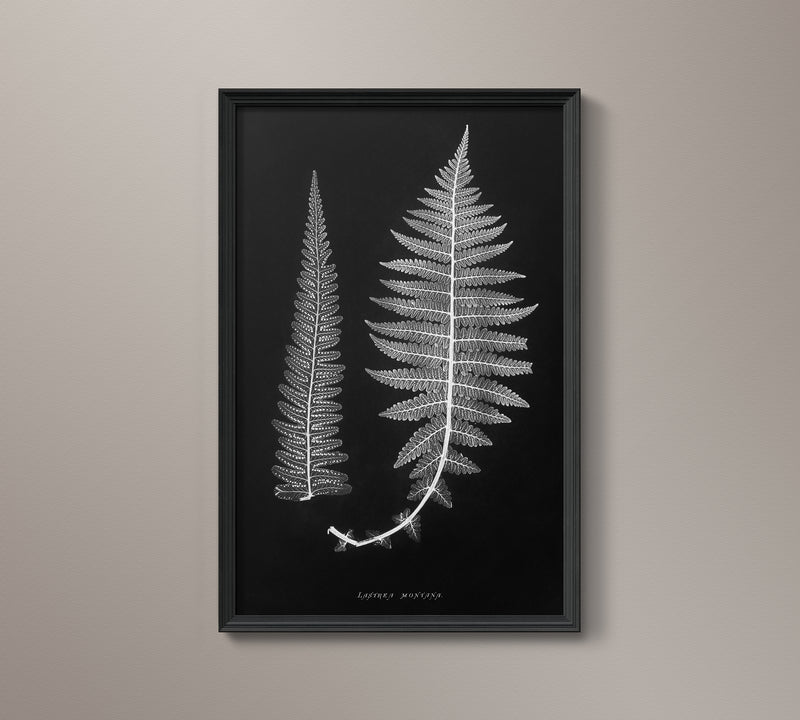 1859 English Fern Print 6