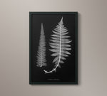 1859 English Fern Print 6