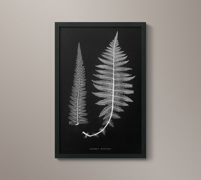 1859 English Fern Print 6