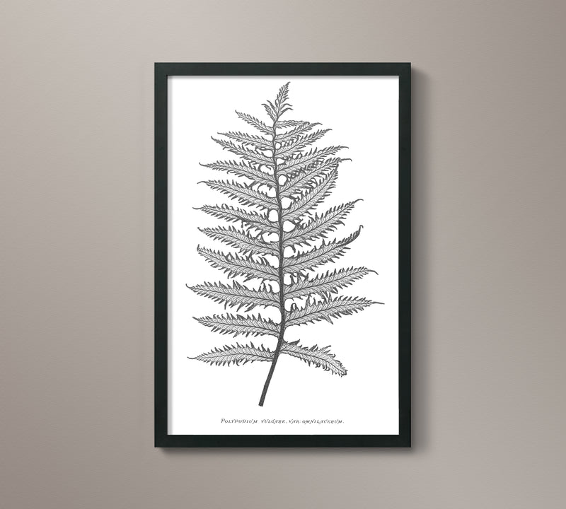 1859 English Fern Print 1