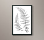 1859 English Fern Print 2