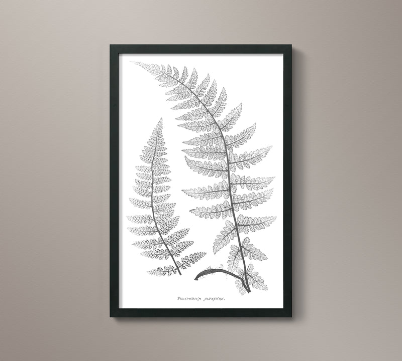 1859 English Fern Print 2