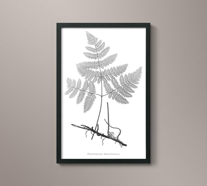 1859 English Fern Print 3