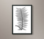 1859 English Fern Print 4