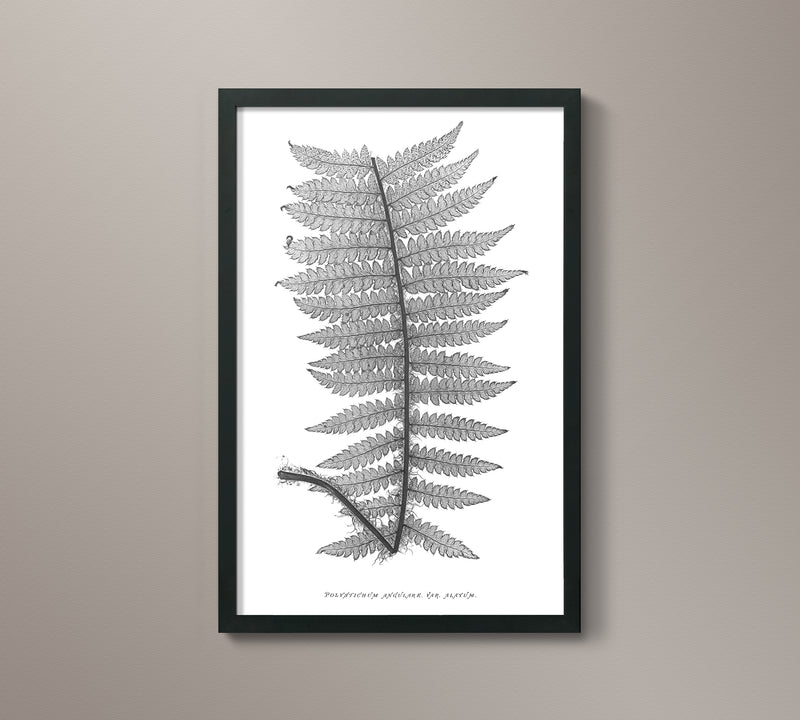 1859 English Fern Print 4