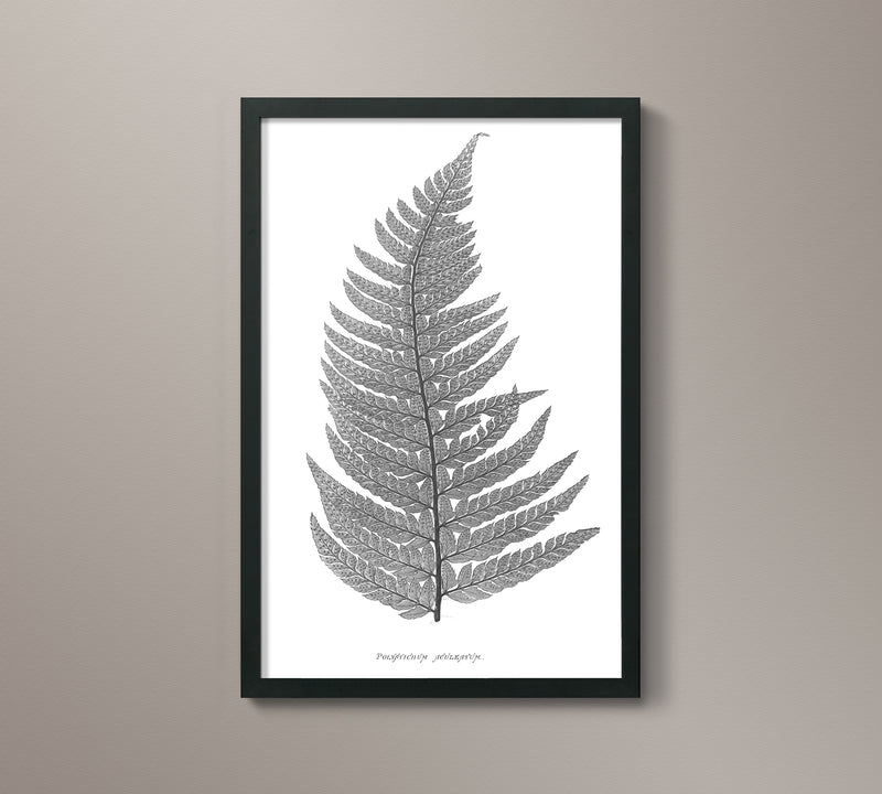1859 English Fern Print 5