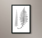 1859 English Fern Print 6