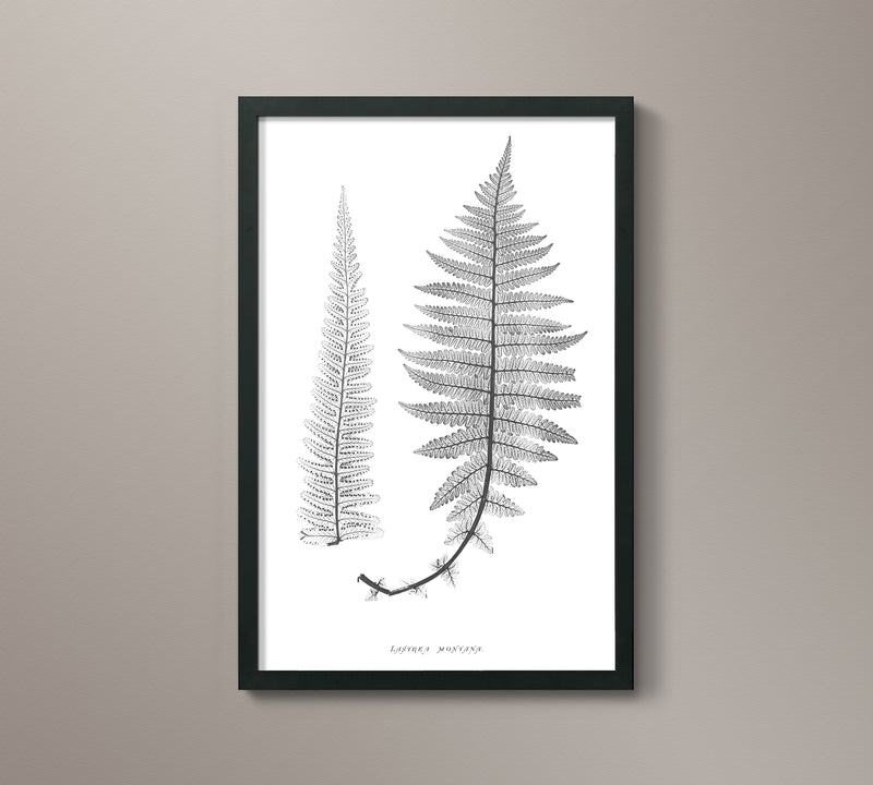1859 English Fern Print 6