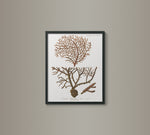 18th C. German Hand-Colored Coral Prints 1