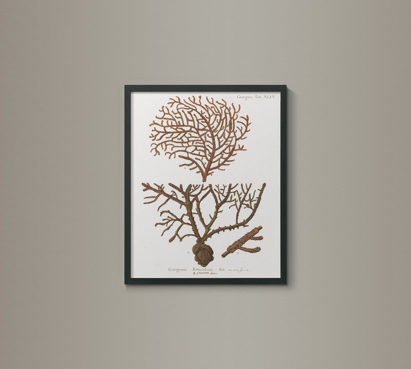 18th C. German Hand-Colored Coral Prints 1