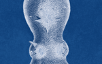 Lord Bodner Octopus Triptych