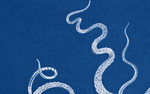 Lord Bodner Octopus Triptych