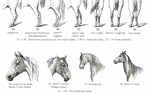 Vintage Horse Anatomy Art - Panel 1