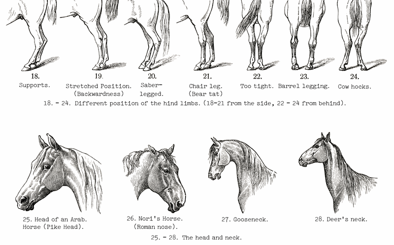 Vintage Horse Anatomy Art - Panel 1