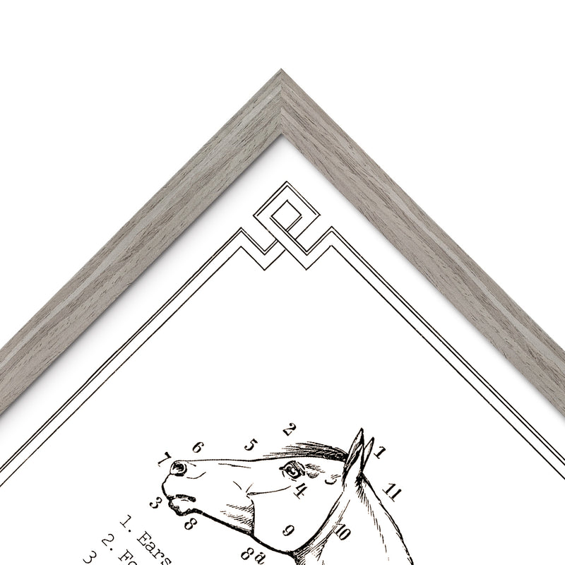 Vintage Horse Anatomy Art - Panel 1