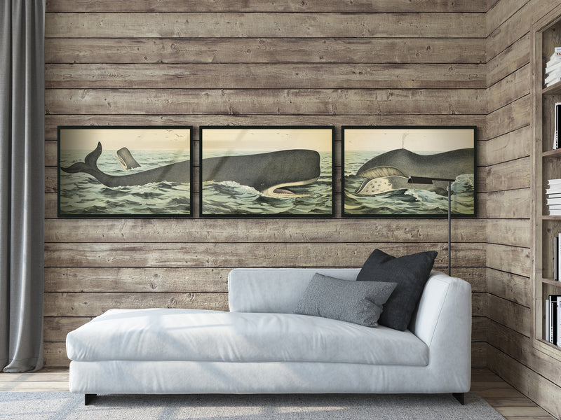 1890 Whale Triptych