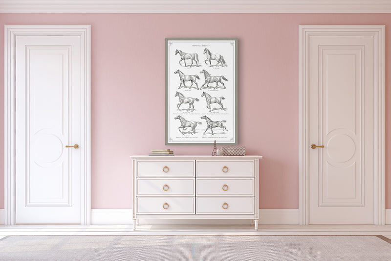 Vintage Horse Anatomy Art - Panel 1