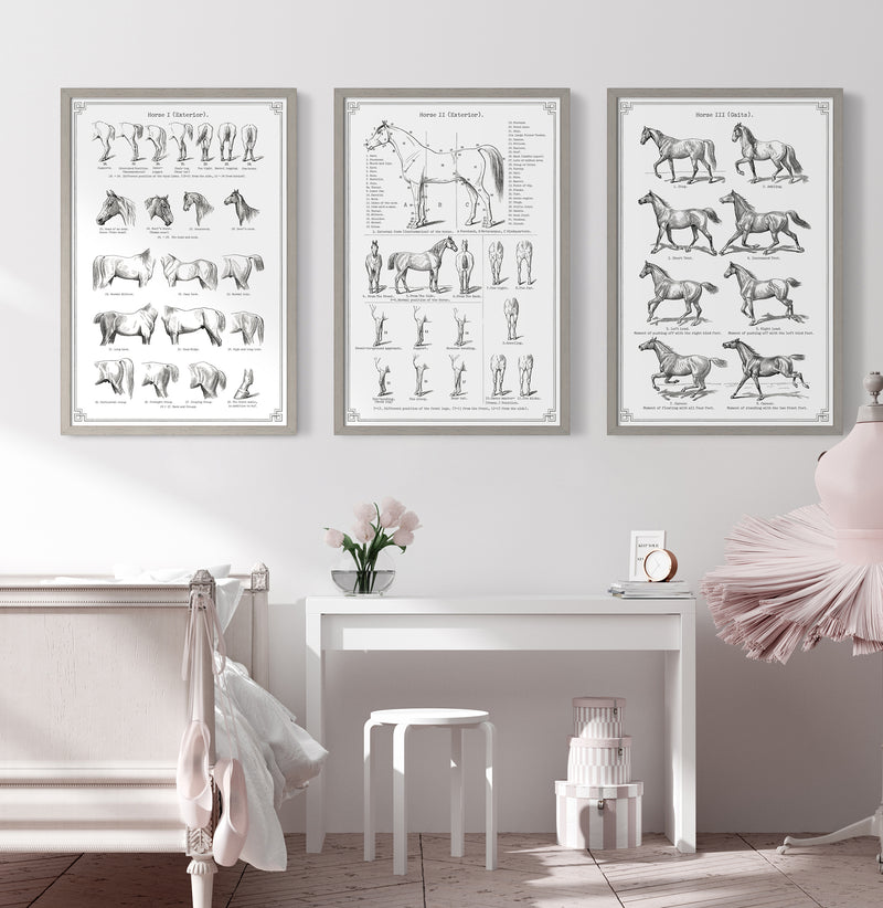 Vintage Horse Anatomy Art - Panel 1