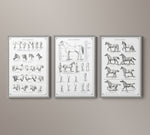 Vintage Horse Anatomy Art - Panel 1